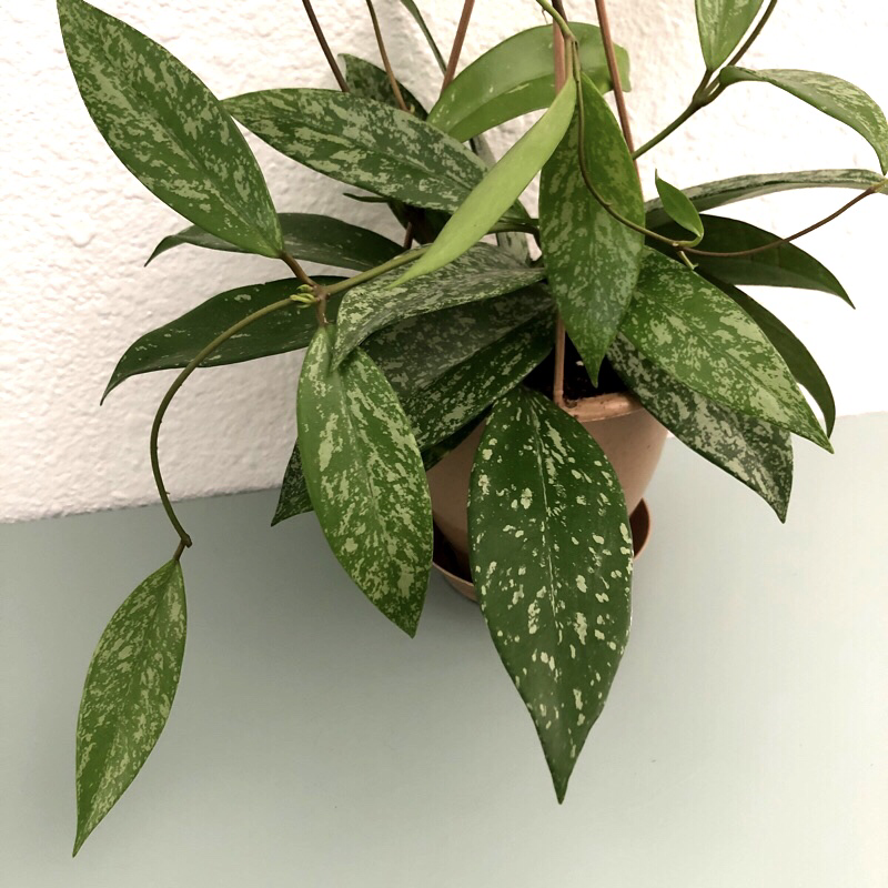 4.5” Hoya “Speckled Pubicalyx” | NATIVE PLANT SHOP
