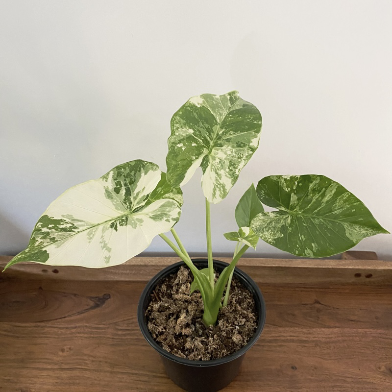 6" Alocasia odora Variegata (w/Baby) | NATIVE PLANT SHOP